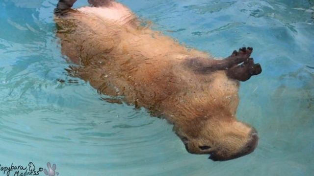 Видео-обращение Валюши. Тема "Дикие животные Бразилии". смотреть онлайн