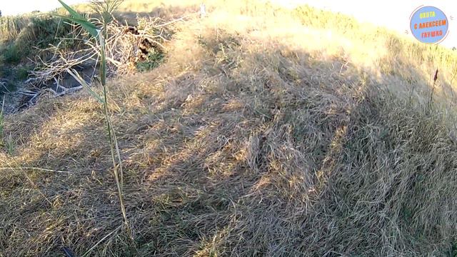 (18+) ГОЛУБЬ НА ВЕЧЕРНЕМ ВОДОПОЕ (хороший результат). смотреть онлайн