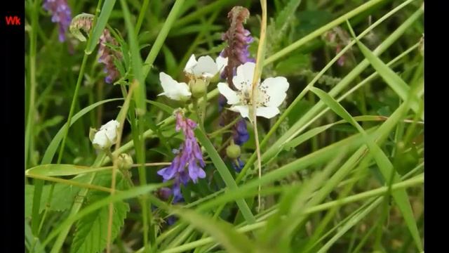 Ирина Круг „Цветы без повода“ (нем. Irina Krug „Blumen ohne Grund“) (анг. Flowers for no reason) смотреть онлайн