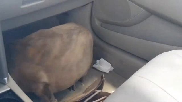 Royal Treatment at Breeze Thru Car Wash with My Dog смотреть онлайн