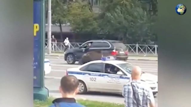 Как ловили лося в Москве в районе Выхино 15.09.17 смотреть онлайн