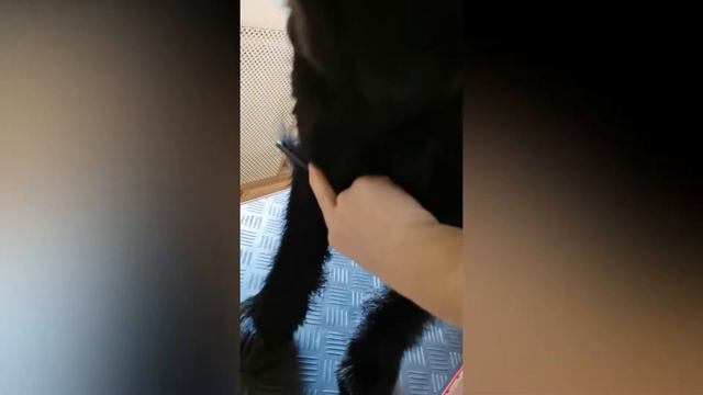 ЕЖЕМЕСЯЧНЫЙ УХОД ЗА ШЕРСТЬЮ РИЗЕНШНАУЦЕРА смотреть онлайн