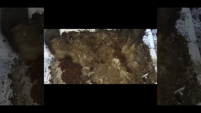 Gullar un tuproq tayyorlaymiz va uni dezinfeksiya qilamiz. смотреть онлайн