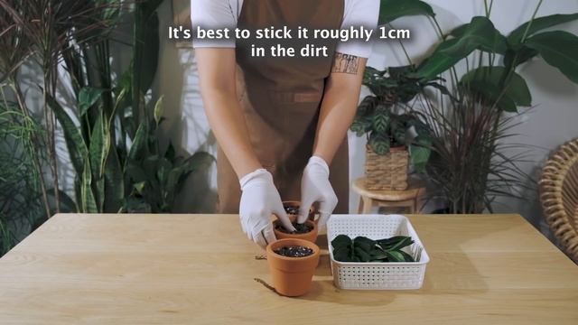 The Easiest Ways To Propagate Your ZZ Plant | Zamioculcas Zamiifolia Propagation Self Watering смотреть онлайн