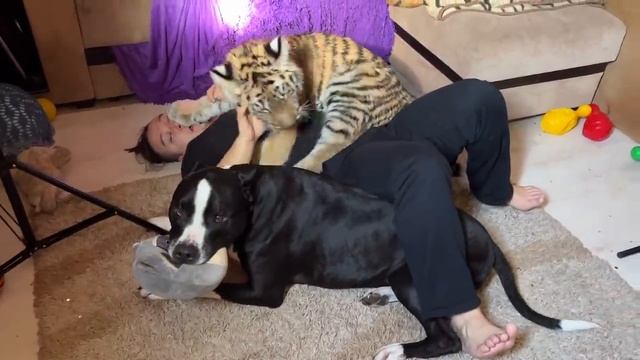 Питбуль и Тигренок обрадовались возвращению тигропапы!!) смотреть онлайн