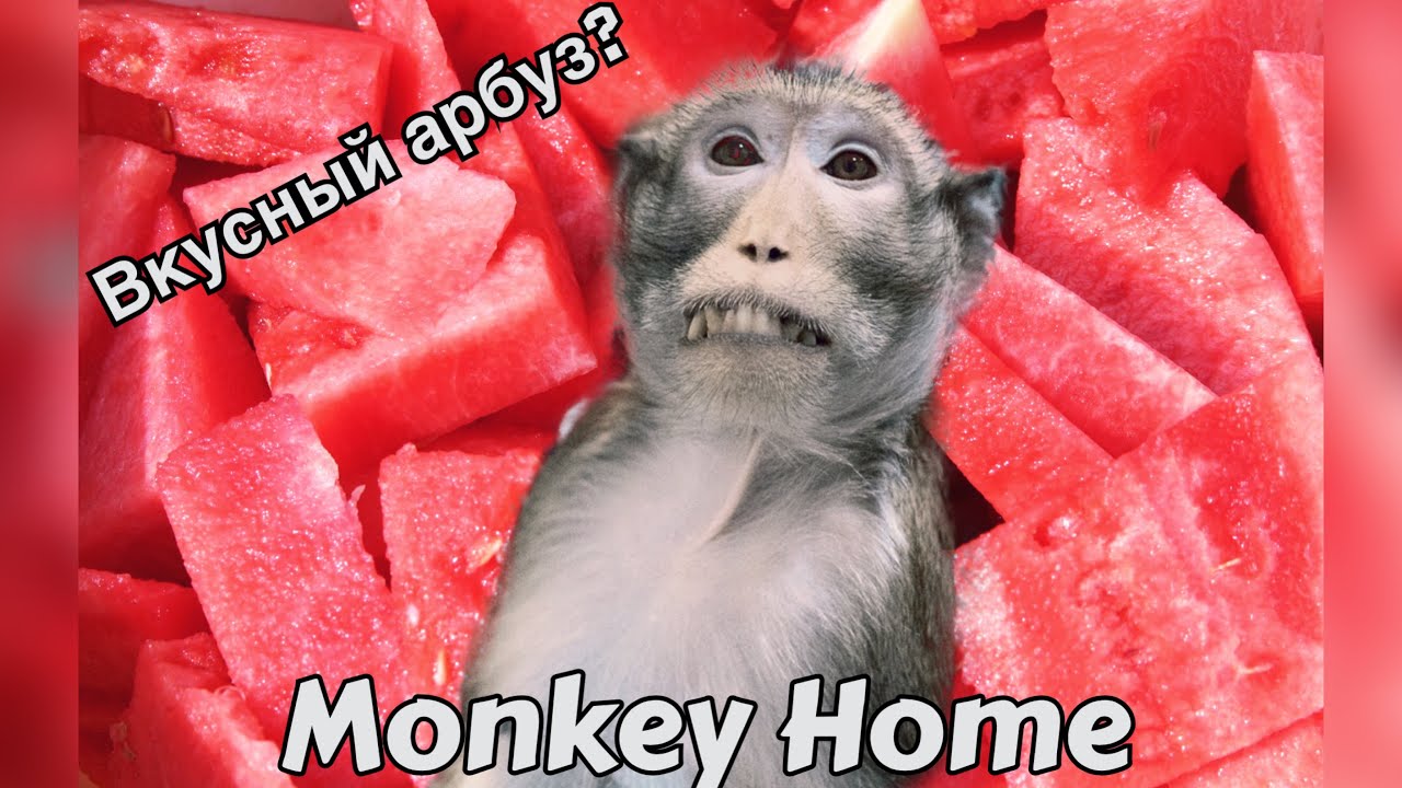 Какой арбуз вкуснее? (Домашние макаки) смотреть онлайн