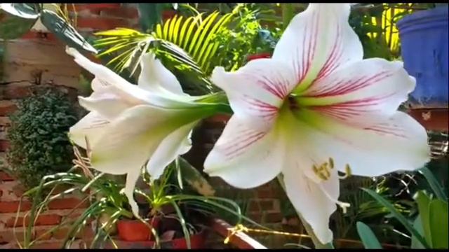 HIPPEASTRUM VITTATUM смотреть онлайн