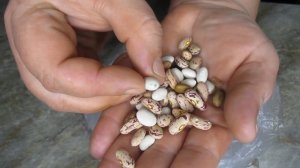 #лайфхак#как сохранить фасоль от жучков???