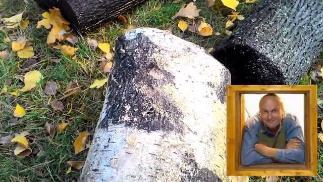 Грибы вешенка на пнях. Опыт выращивания глазами начинающего. Часть первая. смотреть онлайн