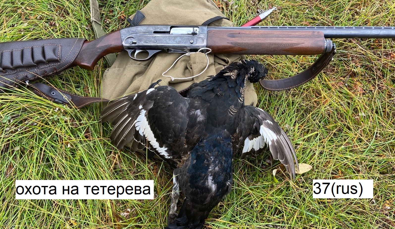 Охота на тетерева. Охота на тетерева осенью 2022 смотреть онлайн