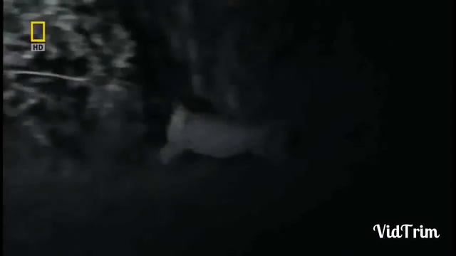 Львиный прайд