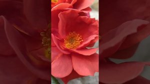 Роза Хот Шоколад/Горячий Шоколад /Hot Chocolate