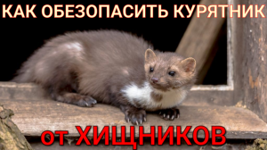 Надёжная защита курятника от хищников своими руками