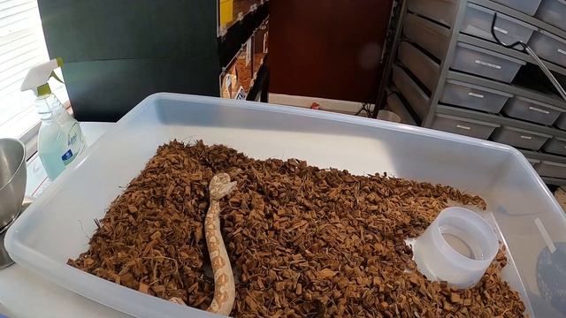 Defensive Boa UPDATE !! Making Progress ???? Boa Constrictor ! смотреть онлайн