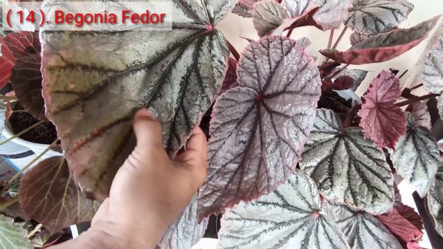 40 Jenis Begonia Cantik # Rahasia Perawatan Begonia # Plant Lovers Begonia смотреть онлайн