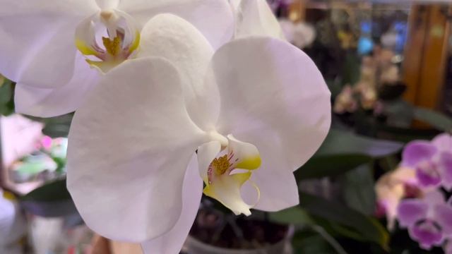 СОГО ЮКИДАН/Sogo Yukidian Phalaenopsis