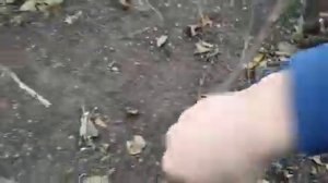 Кизил  укоренение размножение,