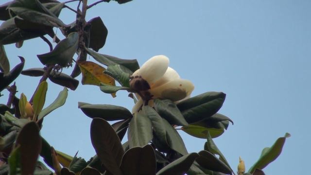 Magnolia grandiflora смотреть онлайн