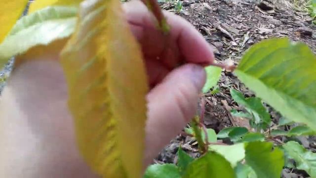 Ремонтные Историки