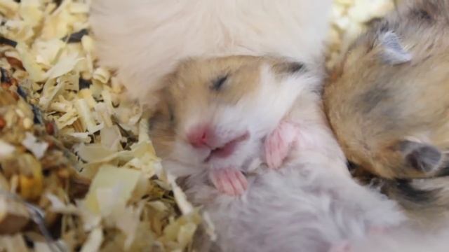 Самое милое видео. Хомяк спит. смотреть онлайн