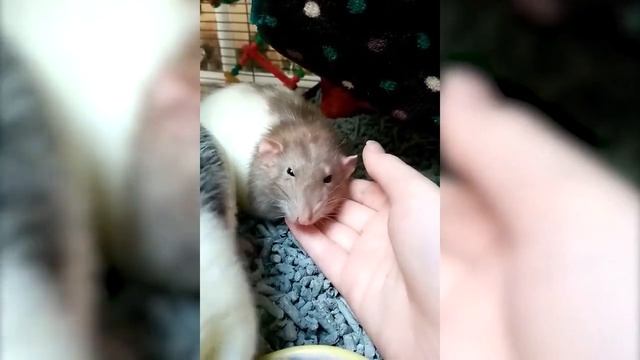 Как назвать хомяка мальчика смотреть онлайн