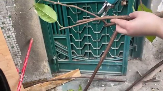 Аккумуляторный Секатор для веток с Алиэкспресс. смотреть онлайн