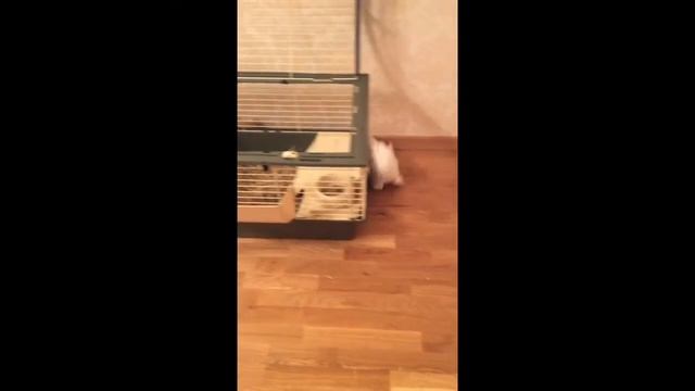 Мальтезе и кролик смотреть онлайн
