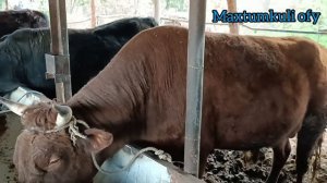 Мол бокиш сирлари