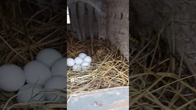 ЯИЧНЫЙ ПУЛЕМЁТ! ЛЕГГОРН СТАНДАРТ! смотреть онлайн