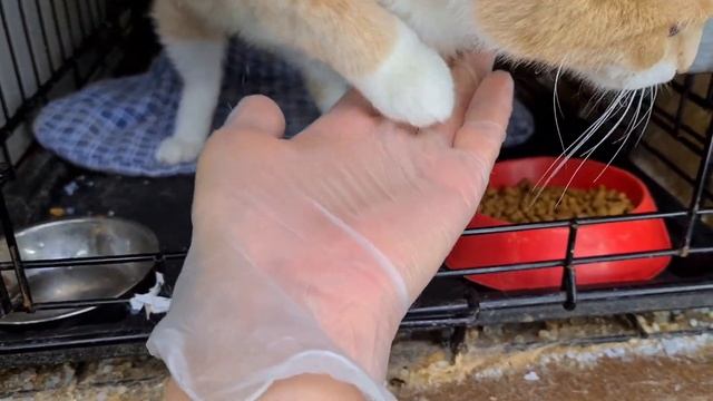 Патрисия Каас смотреть онлайн