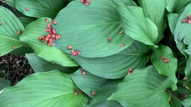 Не так страшен клоп-солдатик, он же пожарник! смотреть онлайн