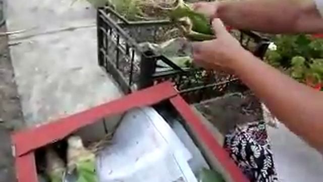 Когда и как пересылать саженцы ирисов - питомник Пархоменко смотреть онлайн