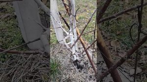 Обрезка трёхлетней яблони по типу Веретено