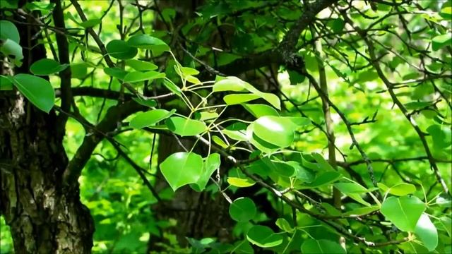 Природа п. Оболенск смотреть онлайн