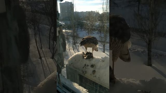 Ястреб ест синицу смотреть онлайн