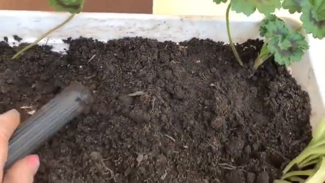Герань черенкую для улицы смотреть онлайн