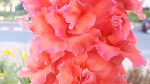 How to grow Matthiola incana смотреть онлайн