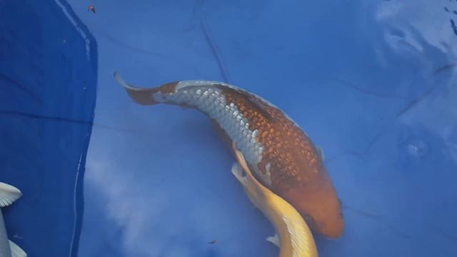 I Competed in My FIRST EVER KOI SHOW with NEW FISH!! смотреть онлайн