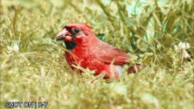 Canon EOS R7 | WILDLIFE | 4K Cinematic Videography