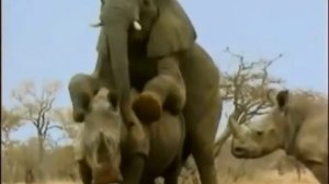 Спаривание африканских животных, лев в шоке!!! И смех и грех...