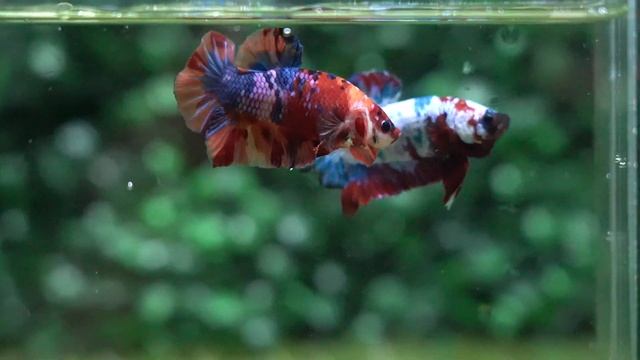 Betta USA TI 1006 Live Betta Fish High Quality Halfmoon Plakat Male Multicolor Nemo Galaxy смотреть онлайн