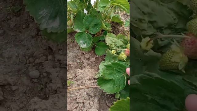 УКОРЕНЕНИЕ ЧЕРЕНКОВ КЛУБНИКИ УСАМИ ИЗ МАТОЧНЫХ КУСТОВ В СТАКАНЧИКАХ 🍓🍓🍓🍓🍓🍓 смотреть онлайн