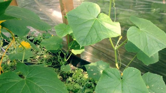 Моя теплица в июле2017 смотреть онлайн