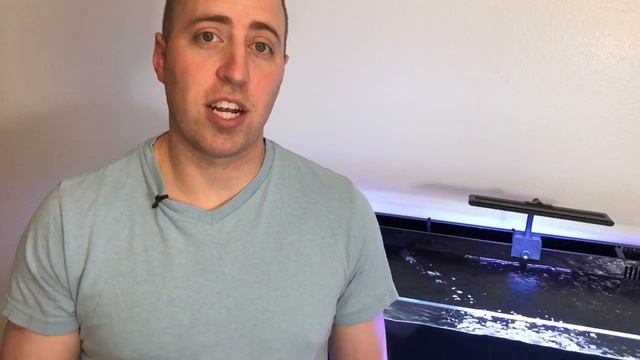 How to Tell if a Swordtail is Pregnant? - Brick Swordtail смотреть онлайн