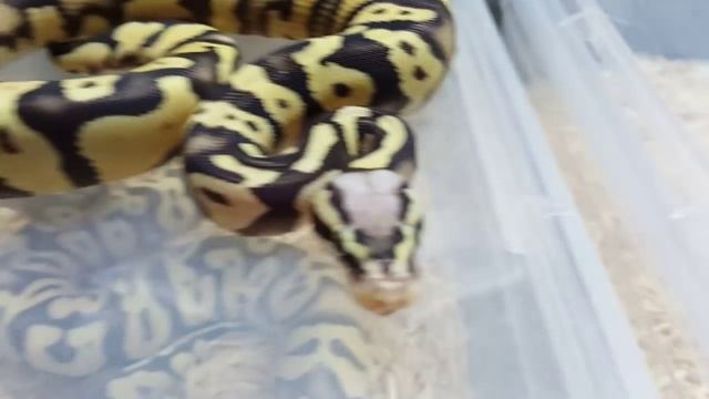 Morph SpotLight - Sahara Ball Python смотреть онлайн