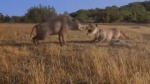 ЭНТЕЛОДОНТ