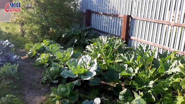 Щука на блесну вертушку/курицы в нашем огороде/постряпали пирог/семейный влог//моя семья/family Vlo