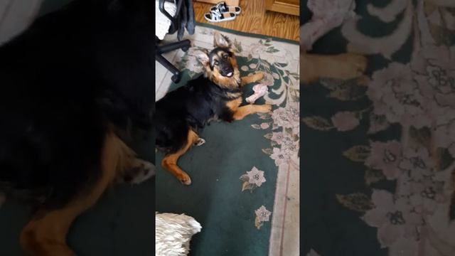 что делать если собака грызёт мебель и так далее? покупайте кости смотреть онлайн