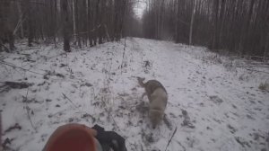 Охота на лося. Волк в загоне поймал собаку.