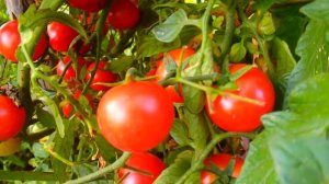 Помидоры Черри  ! Южный Урал ! Выращиваем томаты Черри !